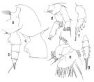 Espce Paraeuchaeta vervoorti - Planche 2 de figures morphologiques