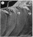 Espce Edaxiella rubra - Planche 7 de figures morphologiques