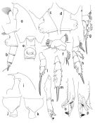 Espce Paraeuchaeta norvegica - Planche 1 de figures morphologiques