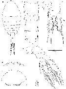 Species Oinella longiseta - Plate 3 of morphological figures