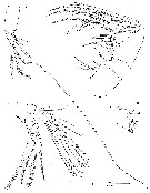 Espce Oinella longiseta - Planche 5 de figures morphologiques
