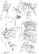 Espce Gloinella yagerae - Planche 2 de figures morphologiques