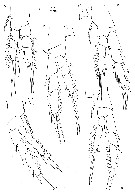 Espce Gloinella yagerae - Planche 3 de figures morphologiques