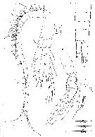 Espce Gloinella yagerae - Planche 4 de figures morphologiques