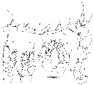 Espce Enantiosis galapagensis - Planche 1 de figures morphologiques