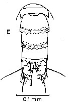 Species Platycopia sp.A - Plate 1 of morphological figures