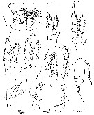 Espce Exumellina bucculenta - Planche 2 de figures morphologiques