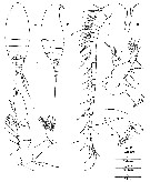 Espce Neoscolecithrix farrani - Planche 3 de figures morphologiques
