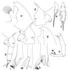 Espce Paraeuchaeta weberi - Planche 3 de figures morphologiques