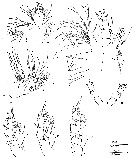 Espce Neoscolecithrix farrani - Planche 4 de figures morphologiques