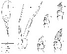 Espce Neoscolecithrix farrani - Planche 5 de figures morphologiques