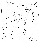 Espce Damkaeria falcifera - Planche 1 de figures morphologiques
