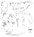 Espce Damkaeria falcifera - Planche 3 de figures morphologiques