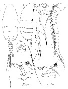 Espce Brattstromia longicaudata - Planche 1 de figures morphologiques