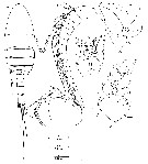Espce Brattstromia longicaudata - Planche 3 de figures morphologiques