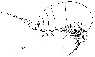 Species Sognocalanus confertus - Plate 1 of morphological figures