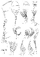 Espce Sognocalanus confertus - Planche 2 de figures morphologiques