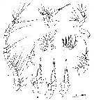Espce Pertsovius fjordicus - Planche 3 de figures morphologiques