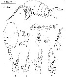 Espce Pertsovius fjordicus - Planche 4 de figures morphologiques