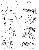 Espce Pseudocyclops bahamensis - Planche 1 de figures morphologiques