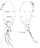 Espce Pseudocyclops mathewsoni - Planche 1 de figures morphologiques
