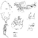 Espce Pseudocyclops mathewsoni - Planche 3 de figures morphologiques