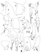 Espce Paraeuchaeta incisa - Planche 1 de figures morphologiques
