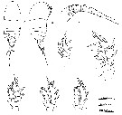 Espce Pseudocyclops oliveri - Planche 1 de figures morphologiques