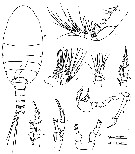 Espce Stephos lucayensis - Planche 2 de figures morphologiques