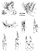 Species Stephos exumensis - Plate 2 of morphological figures