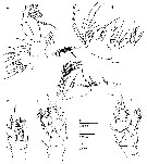 Espce Damkaeria falcifera - Planche 2 de figures morphologiques