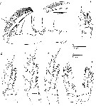 Espce Minnonectes melodactylus - Planche 2 de figures morphologiques