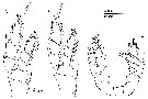 Espce Minnonectes melodactylus - Planche 3 de figures morphologiques
