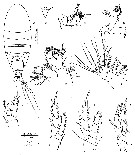 Espce Ridgewayia wilsonae - Planche 1 de figures morphologiques