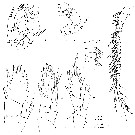 Espce Ridgewayia wilsonae - Planche 2 de figures morphologiques