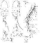 Espce Exumella polyarthra - Planche 2 de figures morphologiques