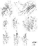 Species Exumella polyarthra - Plate 3 of morphological figures