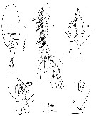 Species Exumella polyarthra - Plate 4 of morphological figures