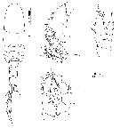 Espce Placocalanus insularis - Planche 3 de figures morphologiques