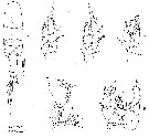 Espce Placocalanus nannus - Planche 2 de figures morphologiques