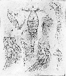 Espce Oncaea tenella - Planche 2 de figures morphologiques