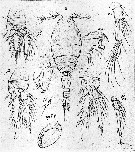 Espce Oncaea curta - Planche 2 de figures morphologiques