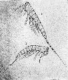 Espce Oculosetella gracilis - Planche 3 de figures morphologiques