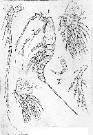 Espce Aegisthus mucronatus - Planche 4 de figures morphologiques
