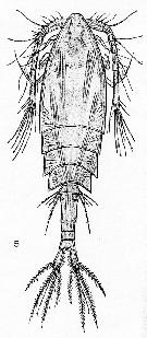 Espce Hyalopontius typicus - Planche 5 de figures morphologiques