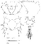 Species Eurytemora raboti - Plate 1 of morphological figures