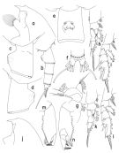 Espce Paraeuchaeta russelli - Planche 1 de figures morphologiques