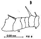 Espce Eurytemora pacifica - Planche 3 de figures morphologiques