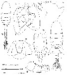 Espce Eurytemora herdmani - Planche 1 de figures morphologiques