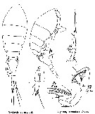 Espce Oncaea curvata - Planche 4 de figures morphologiques
